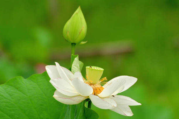 연꽃: 화이트 컬러 - lotus root water lotus plant 뉴스 사진 이미지