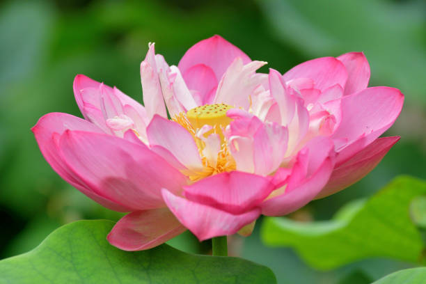 flor de loto: color rosa / rosa claro - lotus root fotos fotografías e imágenes de stock