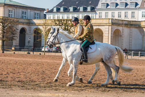 Copenhagen, Denmark - April 28. 2018 -  Morning work of the white royal horses of the breed Kladruby in Christiansborg palace. they are moved, they practice on the carriage and get used to crowds.