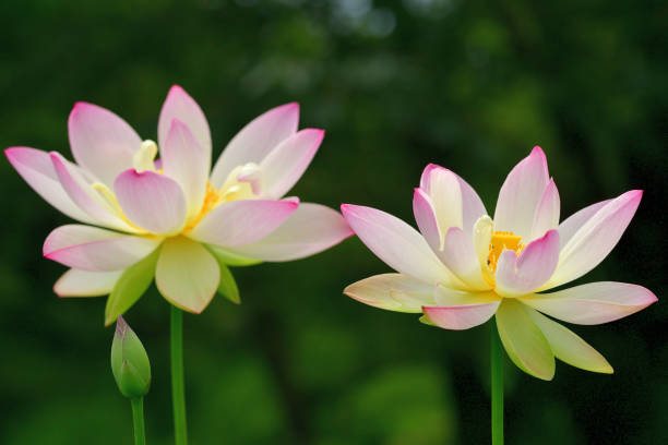 연꽃: 핑크/ 라이트 핑크 컬러 - lotus root water lotus plant 뉴스 사진 이미지