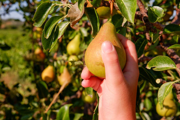 istock Caucasian human hand picking ripe pears from the pear tree in a vineyard. 1263398979