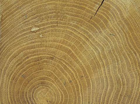 Section of the tree trunk with annual rings