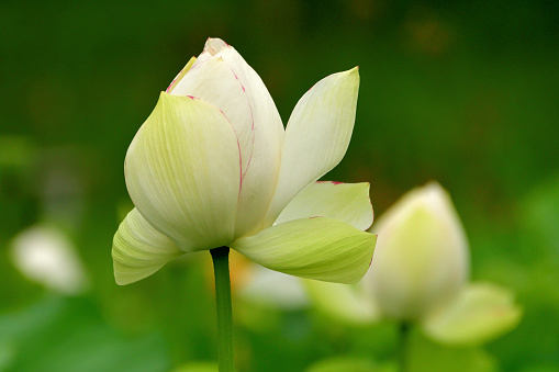 A deep pink lotus flower bud found in a pond. Nelumbo nucifera, korea lotus, ara lotus flower