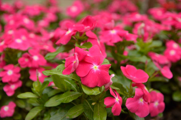 istock colorful blooming madagascar periwinkles close up 1263400772