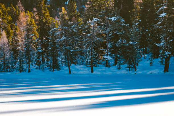 sombra de árboles - silvaplanersee fotografías e imágenes de stock