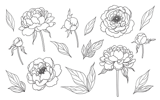 Contoured simple peony flowers, buds and leaves isolated on white background. Floral set template for laser cutting, tattoo design, stamping, coloring page.  Monochrome vector illustration.