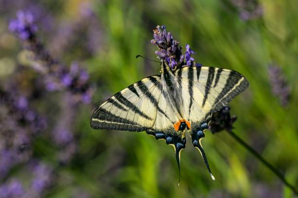 большой желтый дефицит ласточкиный хвост бабочка - scarce swallowtail стоковые фото и изображения