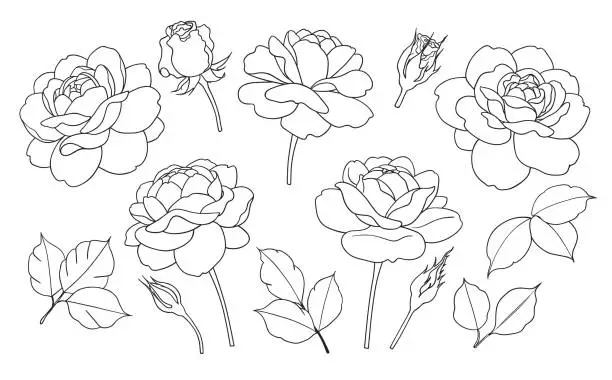 Vector illustration of Contoured simple rose flowers, buds and leaves.