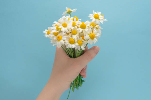 istock Little Daisie in woman hand on a blue 1263405274