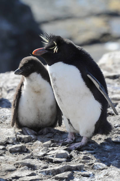 istock The rockhopper penguins 1263405348