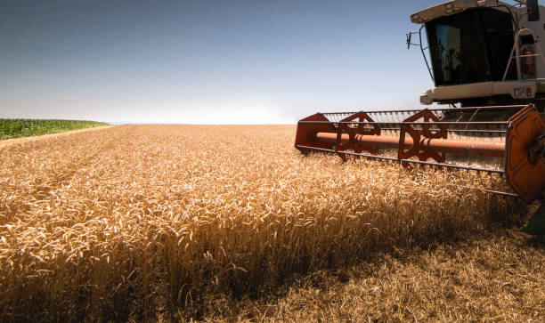 istock A combine harvester working in a wheat field 1263405558