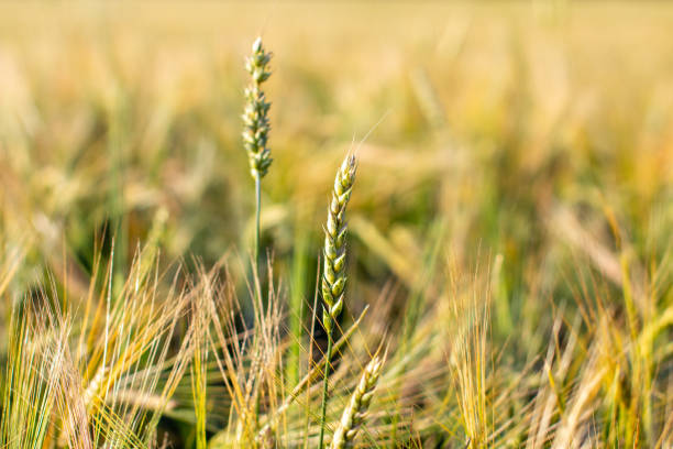 畑の小麦やライ麦の耳。収穫期のライ麦畑 - ladybug wheat nature insect ストックフォトと画像