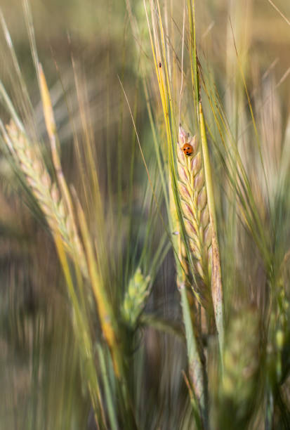 istock An insect a ladybug on an ear of rye or wheat 1263405723