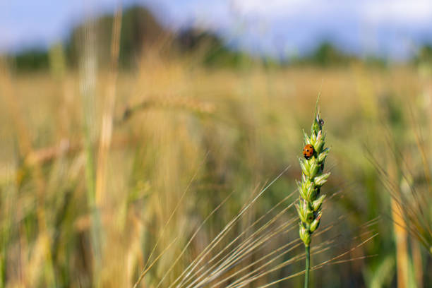 ライ麦や小麦の耳にてんとう虫 - ladybug wheat nature insect ストックフォトと画像