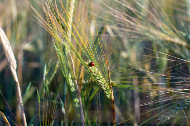 ライ麦や小麦の耳にてんとう虫 - ladybug wheat nature insect ストックフォトと画像