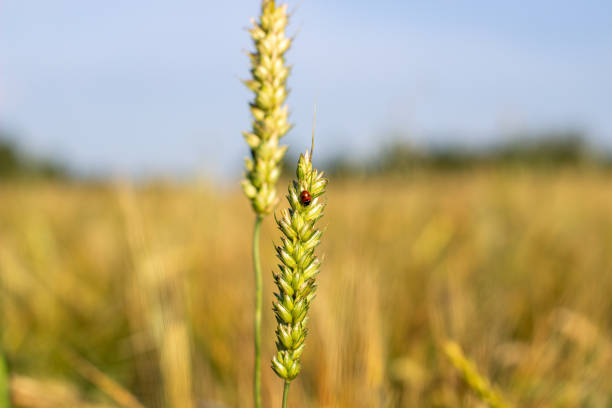 ライ麦や小麦の耳にてんとう虫 - ladybug wheat nature insect ストックフォトと画像