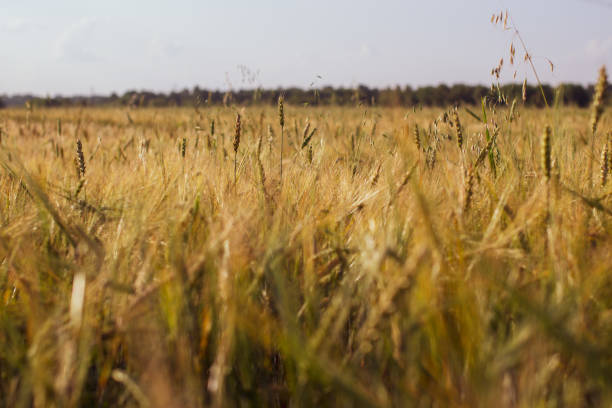 畑の小麦やライ麦の耳。収穫期のライ麦畑 - ladybug wheat nature insect ストックフォトと画像