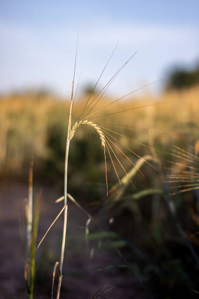 畑の小麦やライ麦の耳。収穫期のライ麦畑 - ladybug wheat nature insect ストックフォトと画像