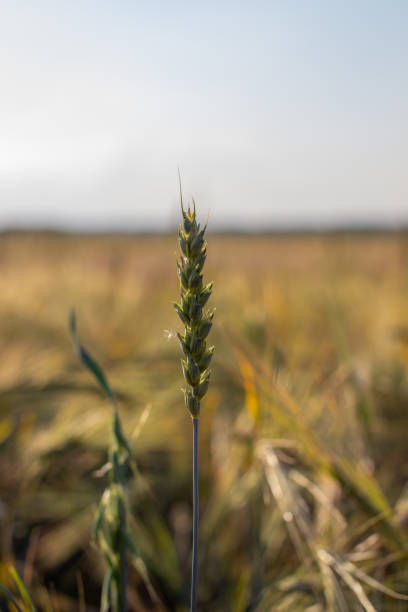 畑の小麦やライ麦の耳。収穫期のライ麦畑 - ladybug wheat nature insect ストックフォトと画像