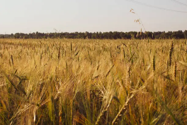 Photo of An ear of wheat or rye in the field. A field of rye at the harvest period