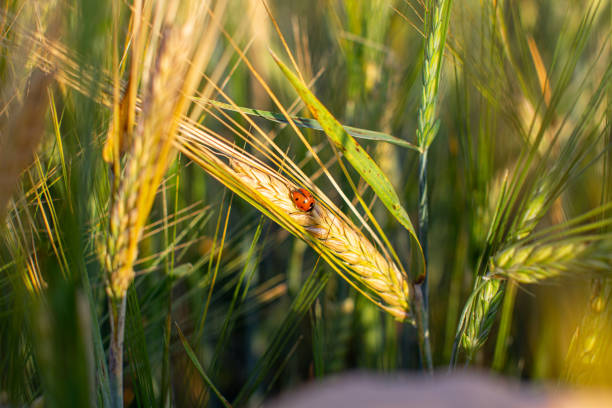 ライ麦や小麦の耳にてんとう虫 - ladybug wheat nature insect ストックフォトと画像