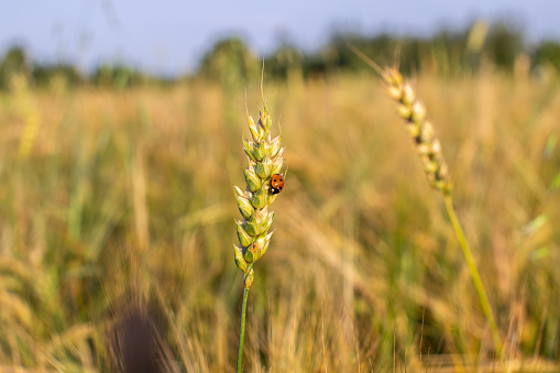 An insect a ladybug on an ear of rye or wheat. Ears Wheat or Rye close up. Wonderful Rural Scenery. Label art design. Idea of Rich Harvest. Macro