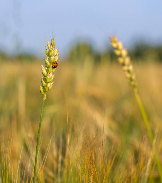 ein insekt ein marienkäfer auf einem ohr von roggen oder weizen - ladybug wheat nature insect stock-fotos und bilder