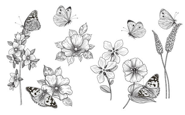 손으로 그린 야생화와 나비 - fly line art insect drawing stock illustrations