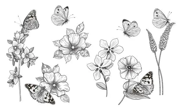 Vector illustration of Hand drawn wildflowers and butterflies