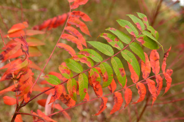 istock colorful autumn leaves background 1263407558