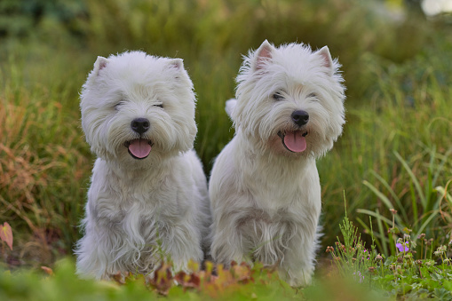 West Highland White Terrier - Belgium - Summer