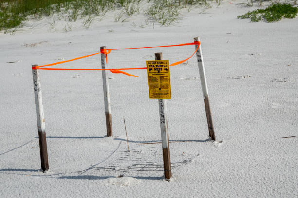 sea turtle nest protection area in Fort Walton Beach, Florida.