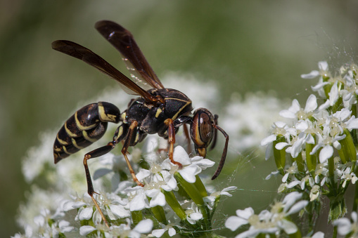 A polist wasp fuscatus forages a flower in summer.