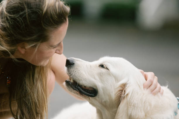 istock Golden Retriever Smiling at Woman 1263408041