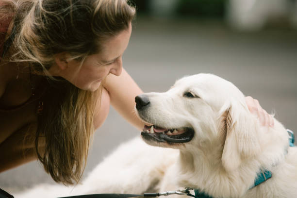 istock Golden Retriever Smiling at Woman 1263408054