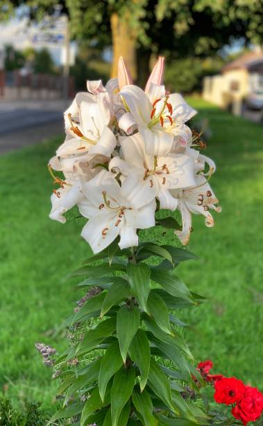 istock Flowers in neighborhood 1263408144