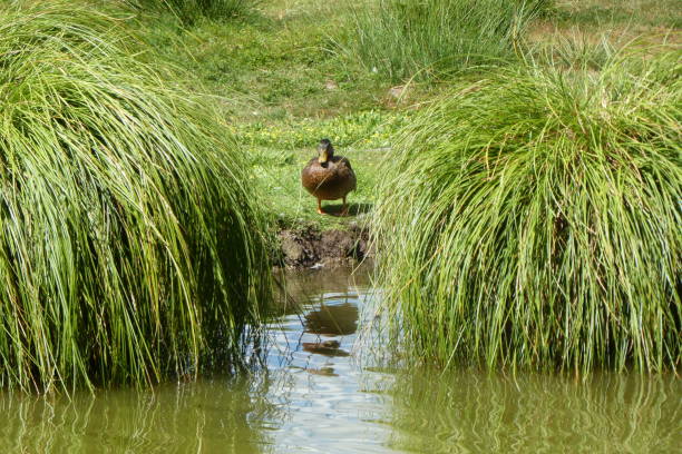 duck between tuft of laiches photo taken at the pond of Cheix in Saint Maurice la Souterraine in hollow. France carex pluriflora stock pictures, royalty-free photos & images