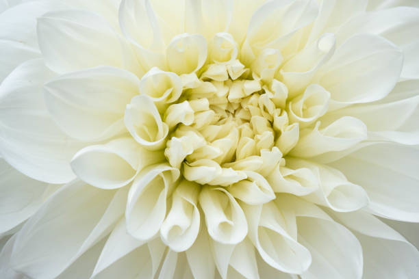 istock white, fragrant, fully blossoming dahlia, with photographed in the vicinity 1263410804