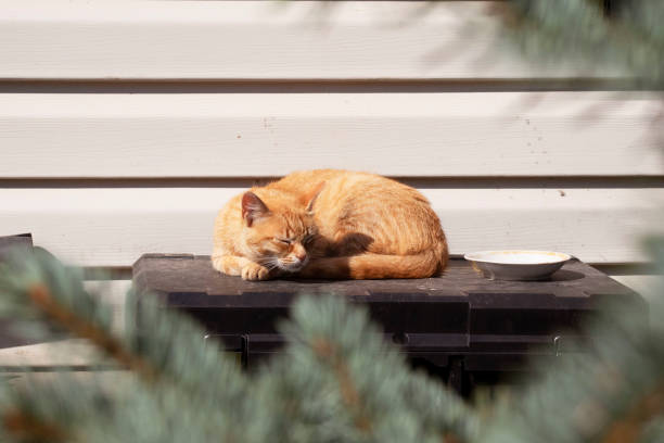 istock yard red cat at their summer cottage 1263410825