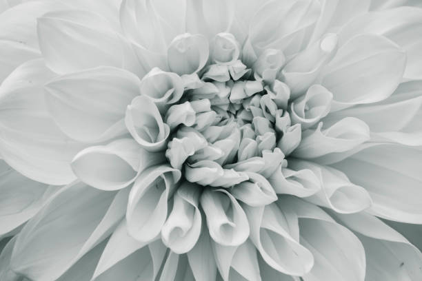 istock white, fragrant, fully blooming dahlia, in black and white 1263412912