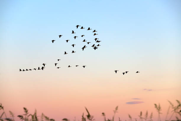 istock Team of Geese in Flight 1263413641