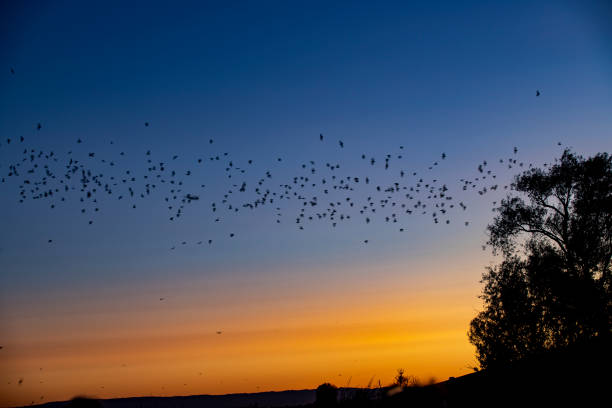 Ribbon of Bats flying across rich sunset.  Sky from rich orange to blue.  Bats flying out from large tree at edge of picture.  Shot in Yolo County ByPass where batts nest under causeway.
