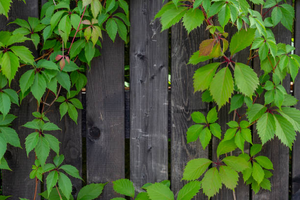 istock Wooden background with frame from ivy green leaves 1263414193
