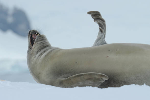 The crabeater seal (Lobodon carcinophaga)