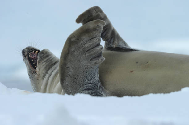 istock The crabeater seal (Lobodon carcinophaga) 1263414267