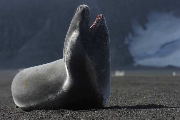 istock The crabeater seal (Lobodon carcinophaga) 1263414286
