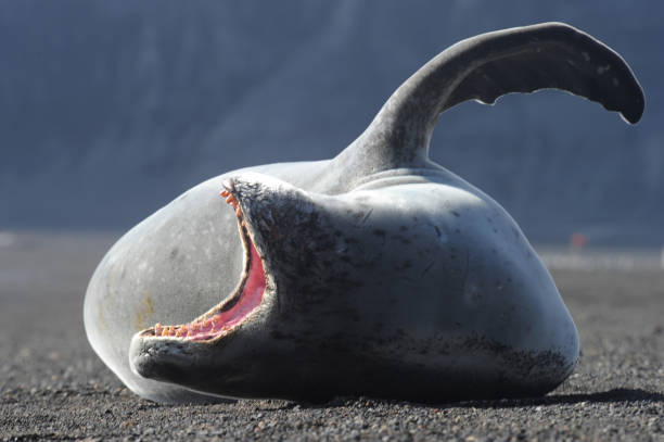 istock The crabeater seal (Lobodon carcinophaga) 1263414303