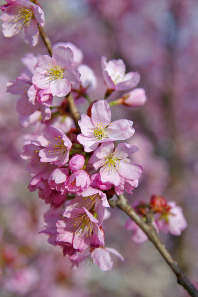 istock isolated cherry blossom branch 1263415363