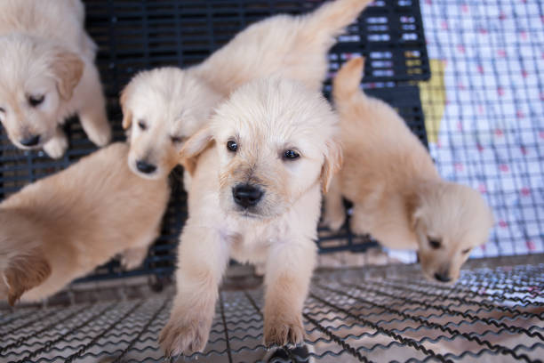 zbliżenie zwierząt domowych grup poruszających się po ziemi - dog domestic cat puppy group of animals zdjęcia i obrazy z banku zdjęć