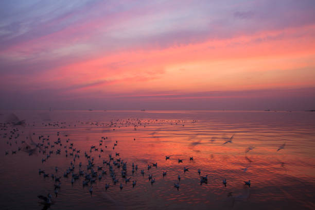 istock silhouette colorful sky sunset with seagull flying 1263415982